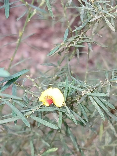 Image of Bossiaea linophylla by (c) naturewatchwidow, some rights reserved (CC BY)
