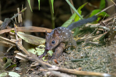 New Guinean Quoll photo 2