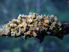 Physma chilense