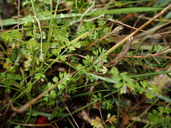 Chaerophyllum ramosum