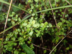 Gonocarpus aggregatus