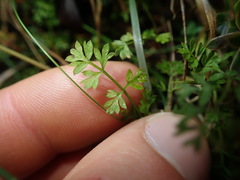 Chaerophyllum ramosum