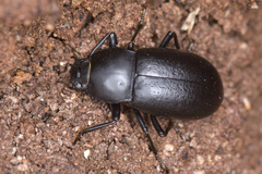 Coelometopus clypeatus