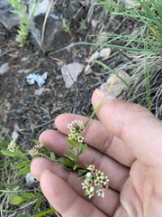 Comandra umbellata californica