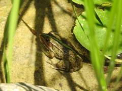 Pelophylax nigromaculatus