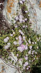 Drosanthemum candens