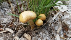 Basidiomycota