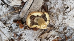 Basidiomycota