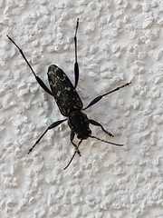 Xylotrechus rusticus