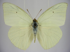 Catopsilia florella image