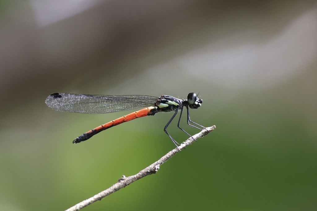 Indocypha catopta