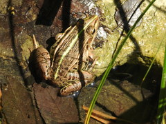 Pelophylax nigromaculatus