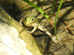 Pelophylax nigromaculatus