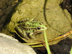 Pelophylax nigromaculatus