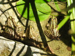 Pelophylax nigromaculatus