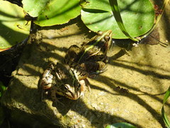 Pelophylax nigromaculatus