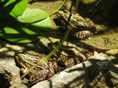 Pelophylax nigromaculatus