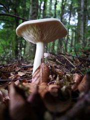 Melanoleuca strictipes