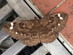 Erebus hieroglyphica