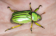 Chrysina gloriosa