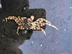 Grapsus tenuicrustatus