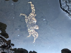 Grapsus tenuicrustatus