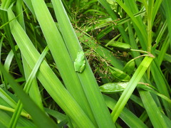 Hyla japonica