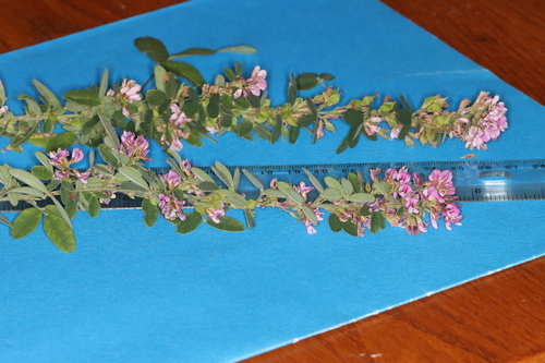 Image of Lespedeza stuevei by (c) Jake McCumber, some rights reserved (CC BY)