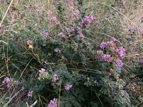 Image of Lespedeza stuevei by (c) Jake McCumber, some rights reserved (CC BY)
