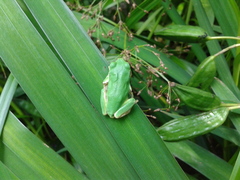 Hyla japonica