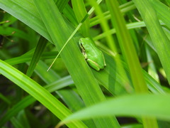 Hyla japonica