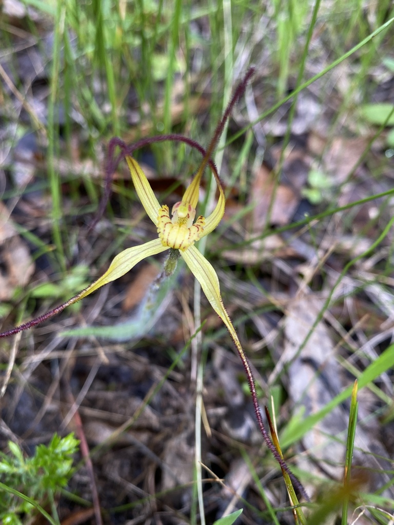 Caladenia luteola