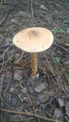 Amanita crocea