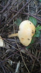 Amanita crocea