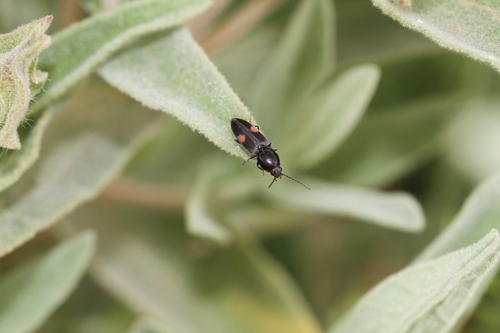 Cardiophorus biguttatus