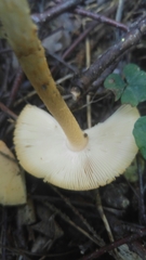 Amanita crocea