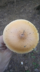Amanita crocea
