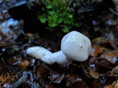 Cortinarius olorinatus