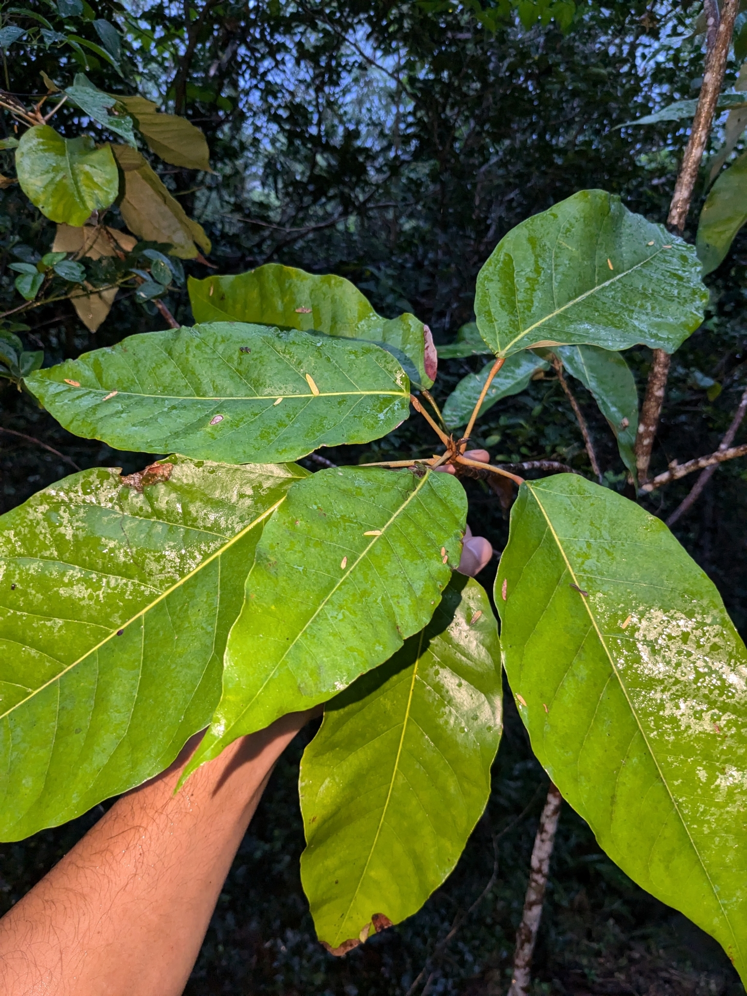 Heritiera longipetiolata