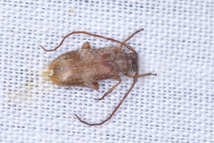 Exocentrus adspersus