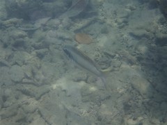 Scolopsis margaritifera