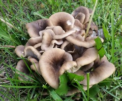 Basidiomycota