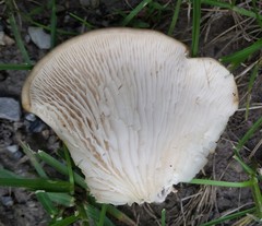 Basidiomycota