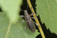 Brachyderes lusitanicus