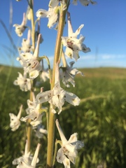 Delphinium carolinianum