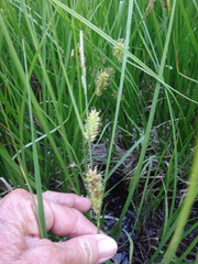 Carex utriculata