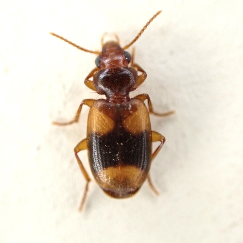 Ground beetle