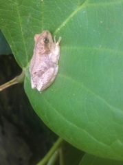 Hyperolius viridiflavus goetzei