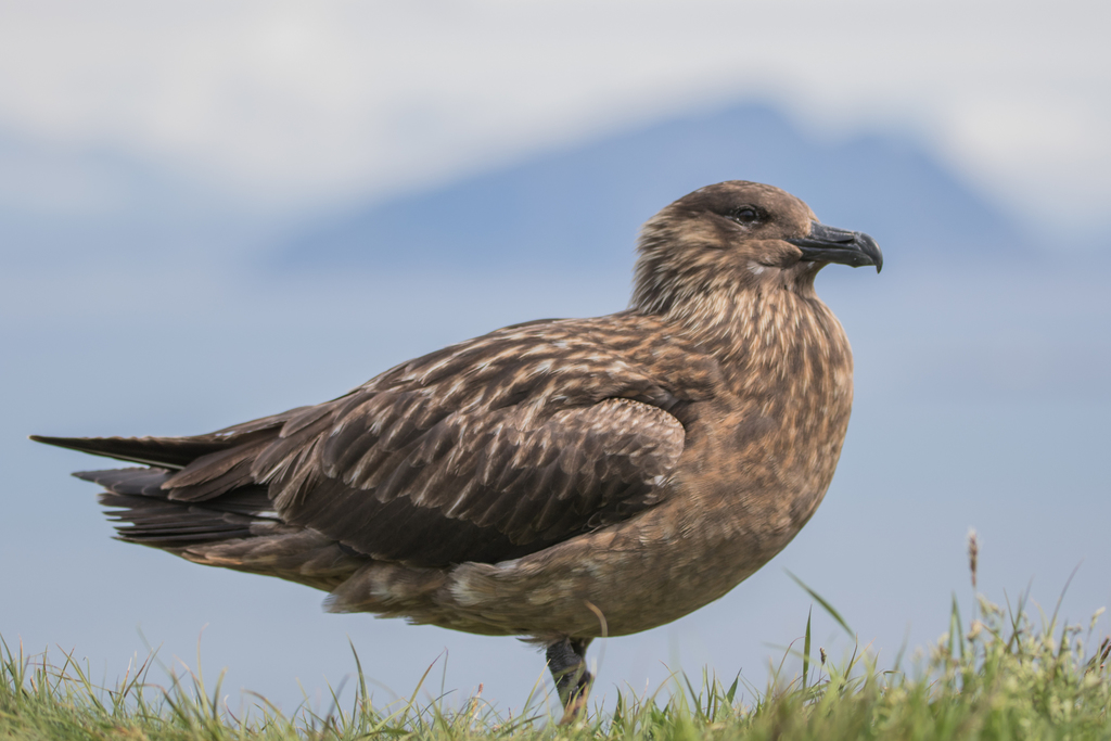 Great Skua (Stercorarius skua) photo