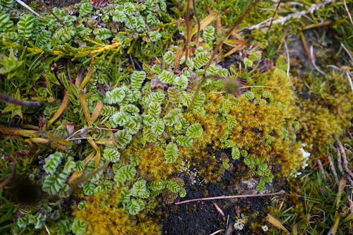 Acaena montana observed 2024-02-06